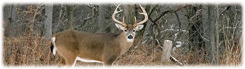 White Tail Buck