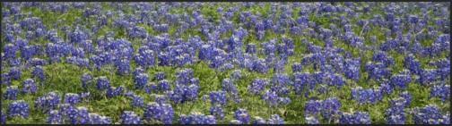 Blue Bonnet